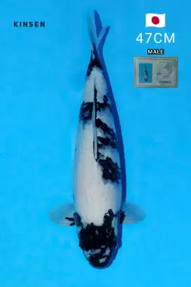 Koi Import Shiro 47cm Bersertifikat Omosako Koi Farm Berpunuk HQ
