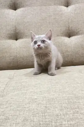 Kitten British Short Hair