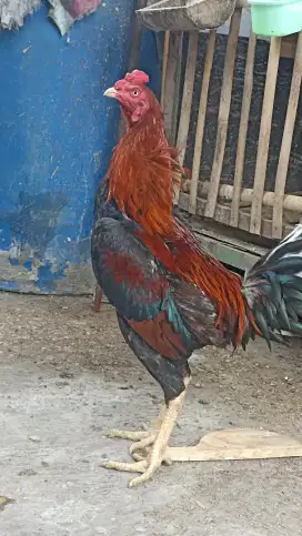 Ayam sabung Bangkok big size