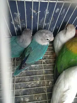 Jual lovebird baby dan PAUD