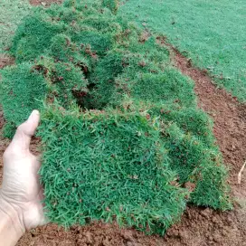 jual rumput taman dan pemasangan