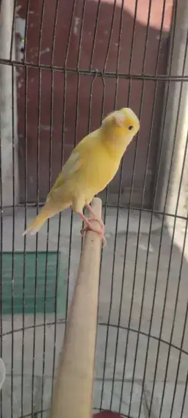 Anakan burung kenari jantan
