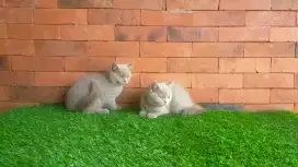 Kucing British short hair/ BSH kitten