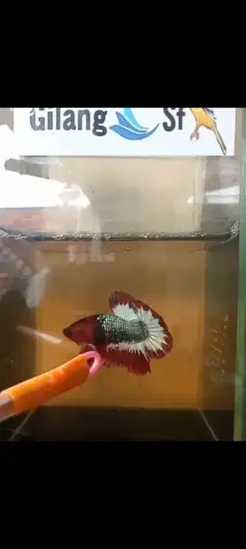 Ikan cupang fCCP