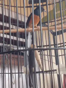Muray Batu ekor panjang Gacor