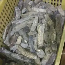 SEA CUCUMBERS QUALITY EXPORT