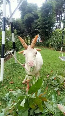Domba Garut Unik Tanduk Empat