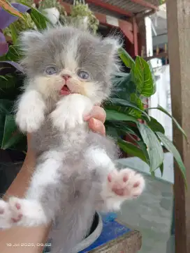 Kitten Persia peaknose jantan