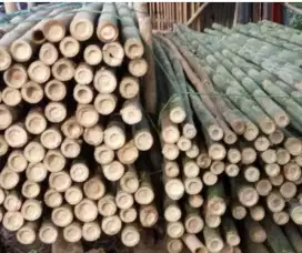 Bambu buat  esteger 6 meter