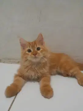 Lepas adop kitten persia