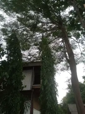 Jasa tebang pohon