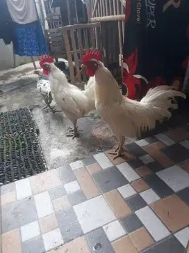 Ayam ketawa gacor