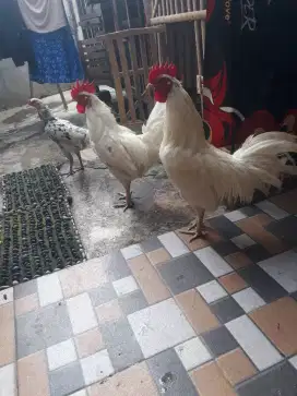 Ayam ketawa gacor
