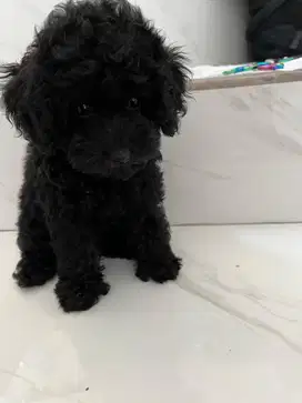 Silver Toy Poodle Puppy