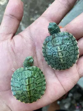 Kura kura brazil