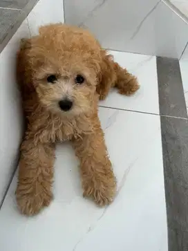 Toy Poodle Puppy