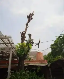 Jasa tebang pohon dan potong rumput