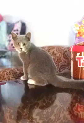 Kucing mix British betina 3 bulan