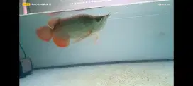 Ikan arwana/arowana super red