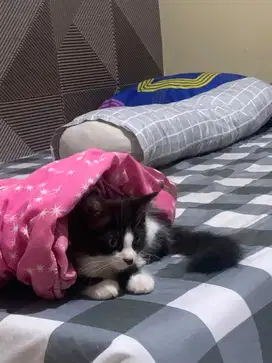 kucing persia mix dom