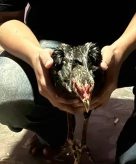 Ayam  kampung betina