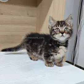 Kucing Kitten Munchkin Cebol jantan motif marblenya syantik