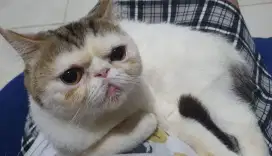 Peaknose Shorthair/keturunan BSH