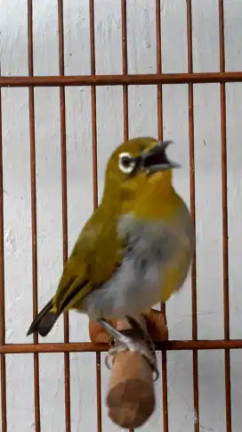 BURUNG KESAYANGAN MULUS GACOR PLUS SANGKAR