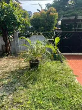 tanaman pot besar 2 pot ambil di rumah di kedoya jakbar