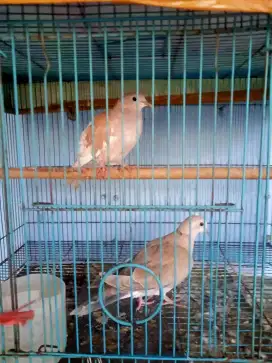 Jual burung puter cewean