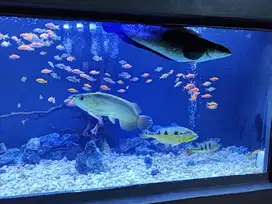 Channa Maru Yellow Sentarum 50 - 60cm