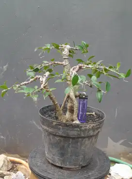 Bonsai beringin kimeng