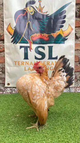Ayam serama betina