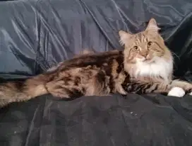 Kucing mainecoon dewasa