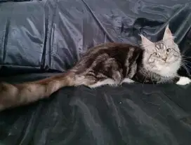 Kucing mainecoon dewasa