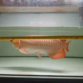 Arwana super red fullset