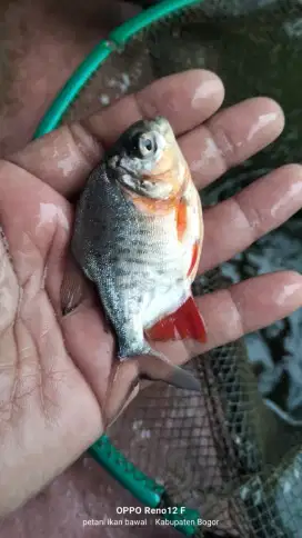 Jual bibit ikan bawal ukuran bungkus korek kayu minat WA