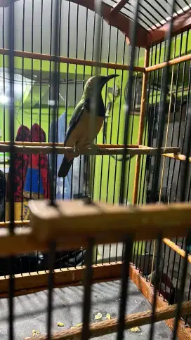 Cungko harian gacor