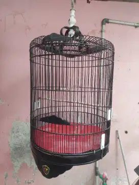 Jual kandang muray no 3