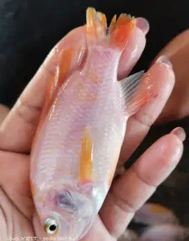 Jual bibit ikan nila merah bangkok minat WA