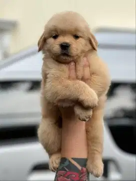 Anjing golden ada 3 ekor + sertifikat nya