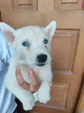 Husky lokasi jakarta utara
