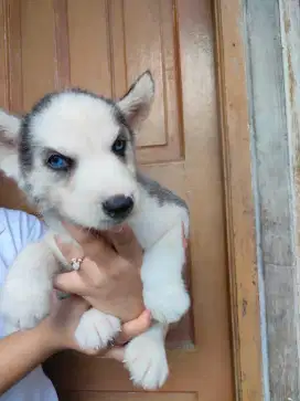Husky lokasi jakarta utara
