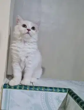 Kucing Persia betina