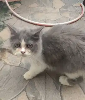 Lepas Adopsi Kucing Himalaya