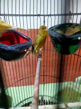 Sepasang Kenari Produksi