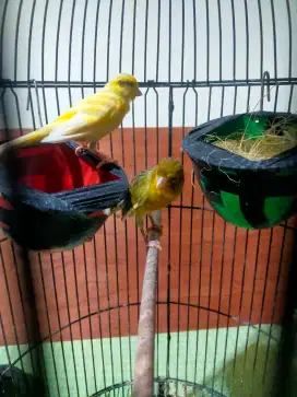 Sepasang Kenari Produksi