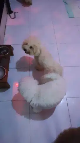 Poodle BETINA stambum perkin dan vaksin fawn mismark