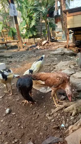 Ayam dara peranakan