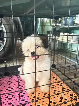 CARI ADOPTER BARU